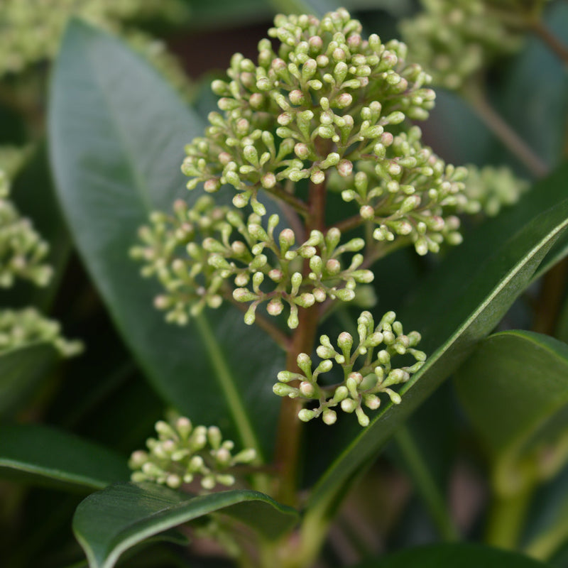 Skimmia japonica 'Finchy' 10.5cm / 2L / 5L -