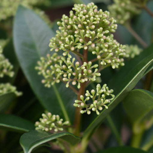 Skimmia japonica 'Finchy' 10.5cm / 2L / 5L -