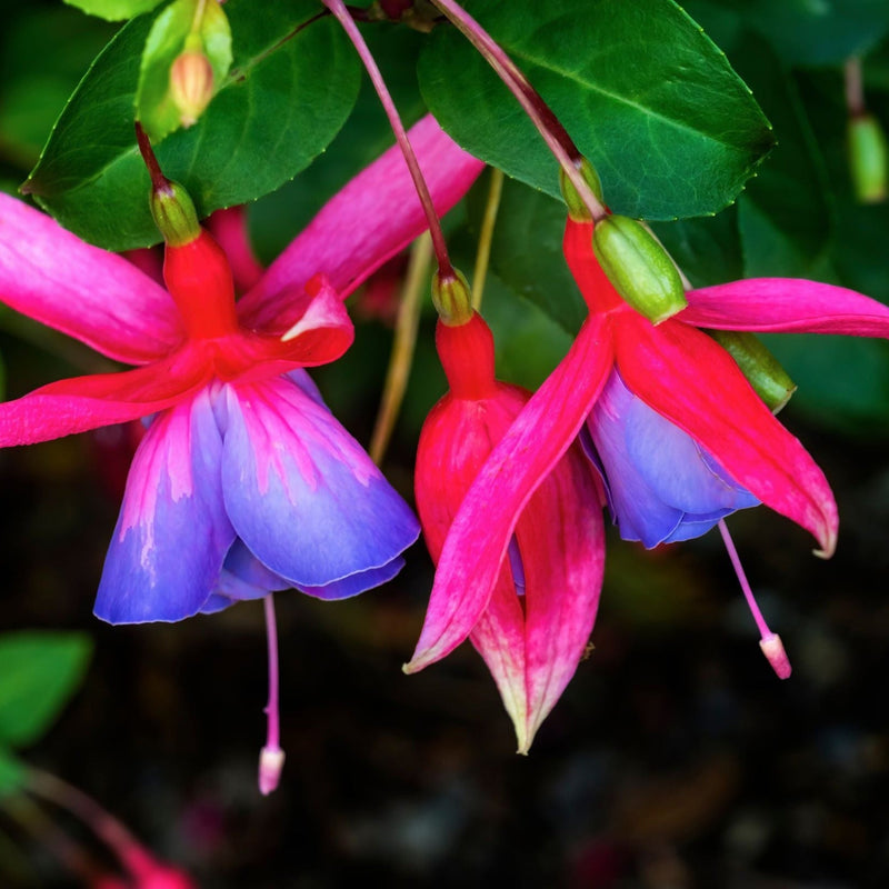 Hardy Fuchsia 'Genii' 9cm / 2L -