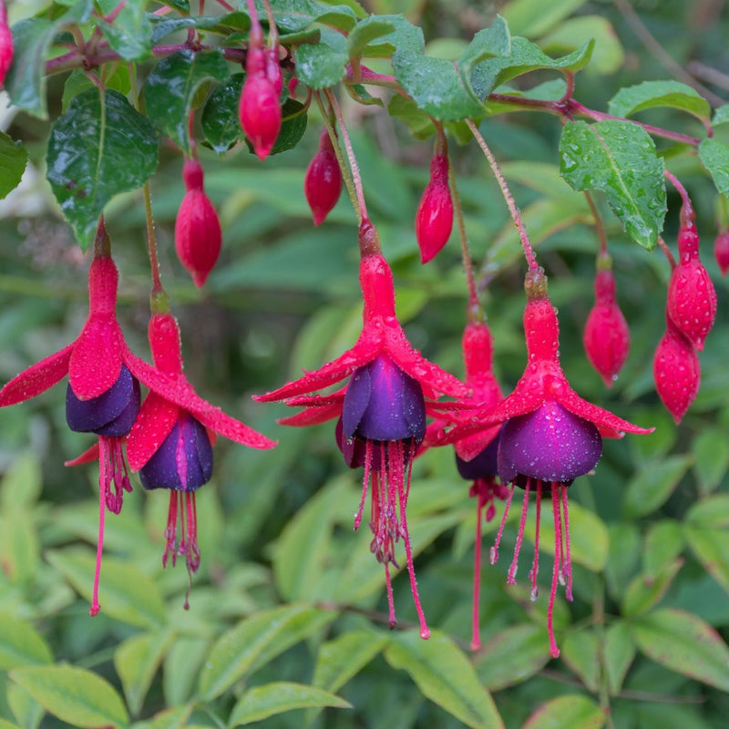 Hardy Fuchsia 'Tom Thumb' 9cm / 2L -