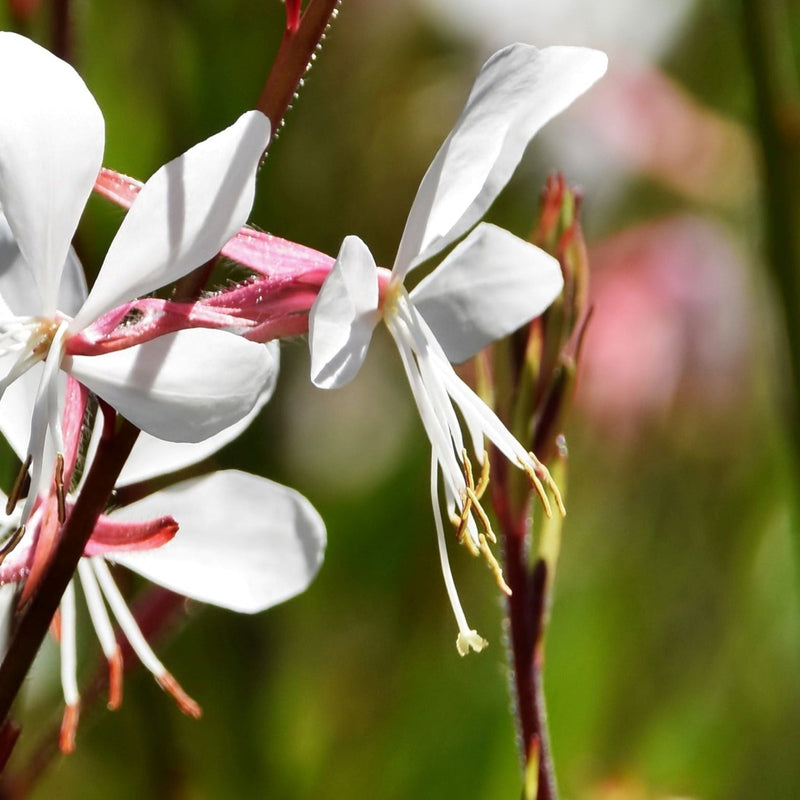Gaura 'Whirling Butterflies' 9cm/2L -