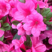 Azalea 'Geisha Pink' 3L -