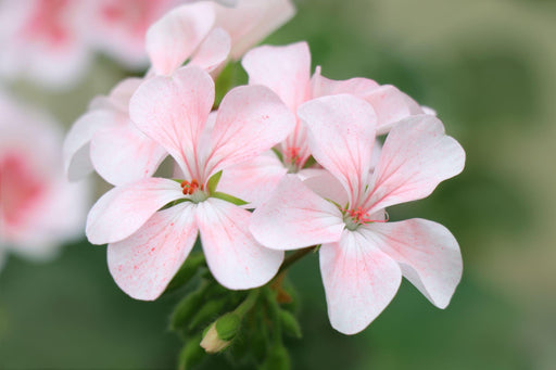 Scented White Geranium 'Cola-Lemon' -