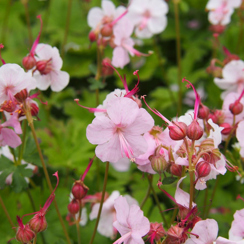 Geranium 'Biokovo' 9cm/2L -