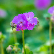 Geranium 'Karmina' 9cm / 2L -