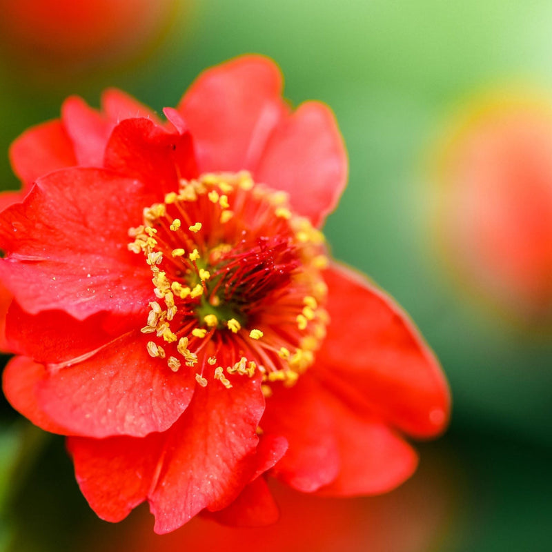 Geum 'Mrs Bradshaw' 9cm/1.5L/3L Pot -