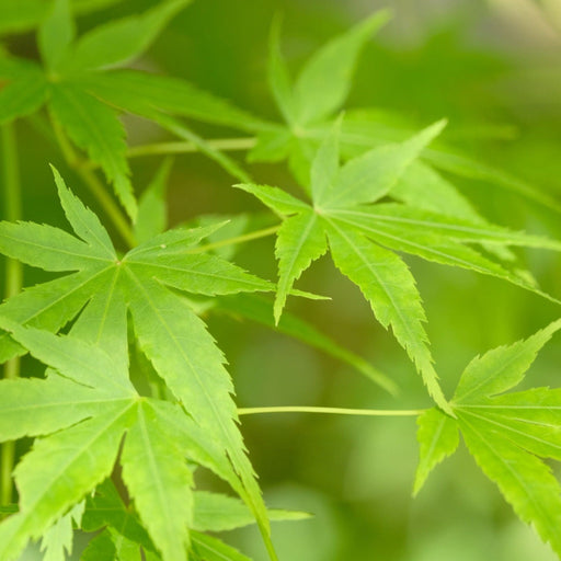 Acer palmatum 'Going Green' 10.5cm/2L/3L/45L -