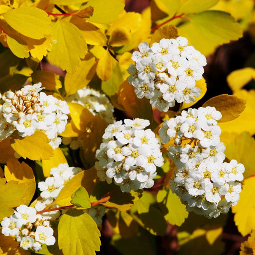 Huge Spiraea- Gold Fountain 10L