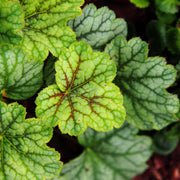 Heuchera 'Green Spice' 2L -