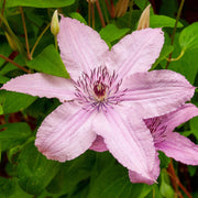 Clematis 'Hagley Hybrid' 50cm -