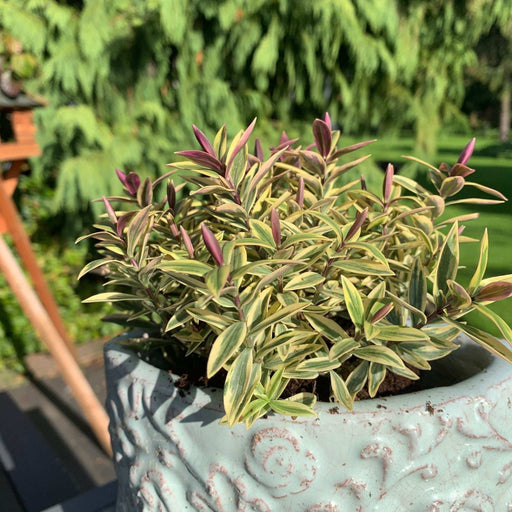 Hebe 'Medieval Pink Princess' 2L -