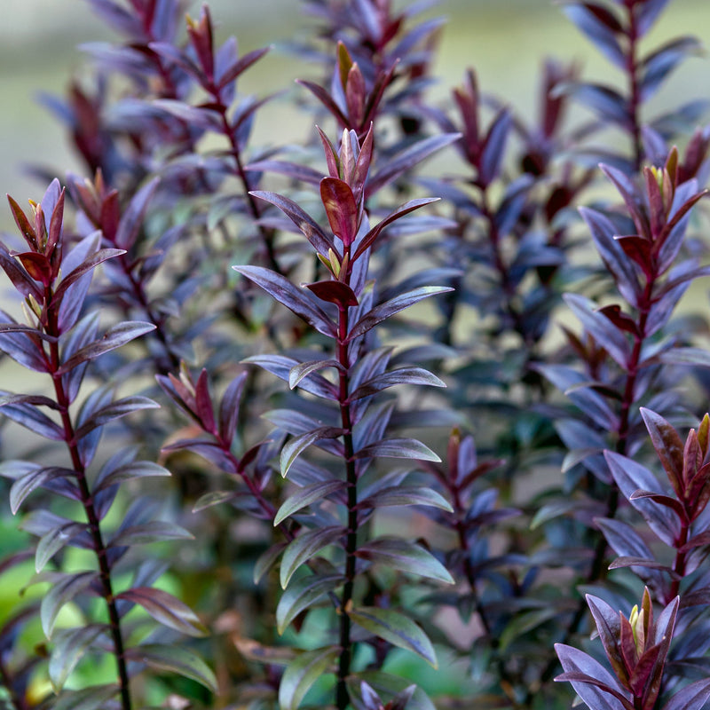 Hebe 'True Love' 2L -