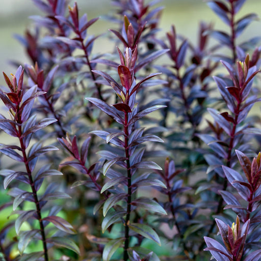 Hebe 'True Love' 2L -