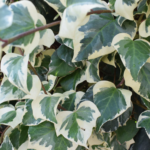 Hedera Helix 'Marginata Elegantissima' Climbing Ivy 1m -