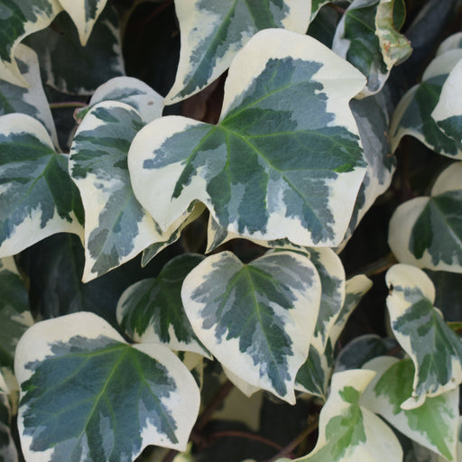 Hedera Helix 'Marginata Elegantissima' Climbing Ivy 1m -