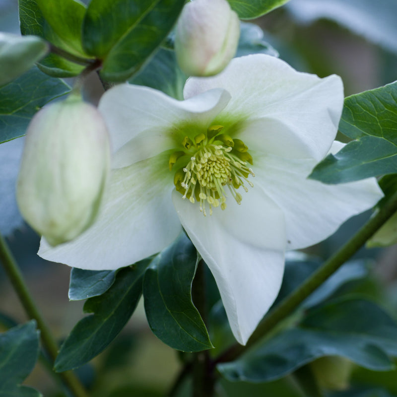 Helleborus nyger 'Christmas Carol' | Christmas Rose | Hellebore | 9cm-2L Available -
