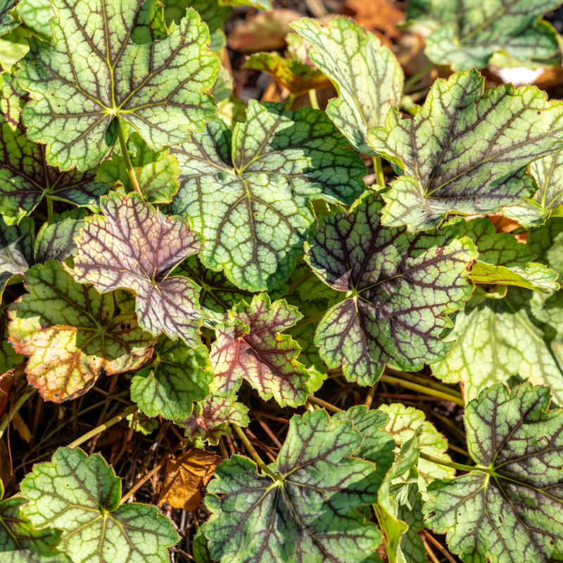 Heuchera 'Green Spice' 2L -