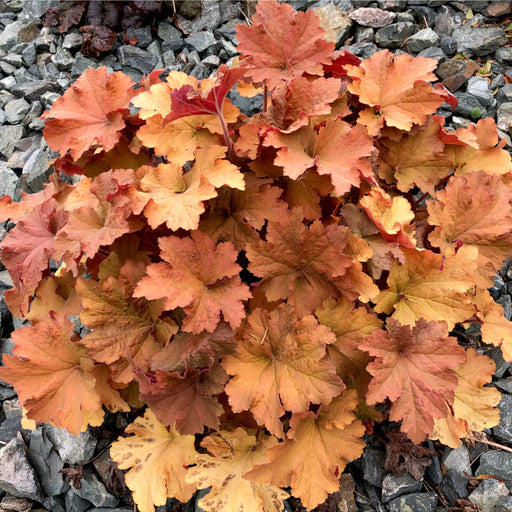 Heuchera 'Marmalade' 2L -