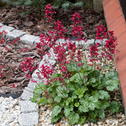Heuchera 'Paris’ 2L -