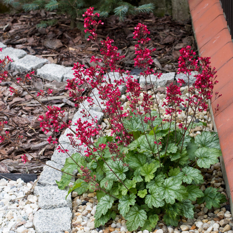 Heuchera 'Paris’ 2L -