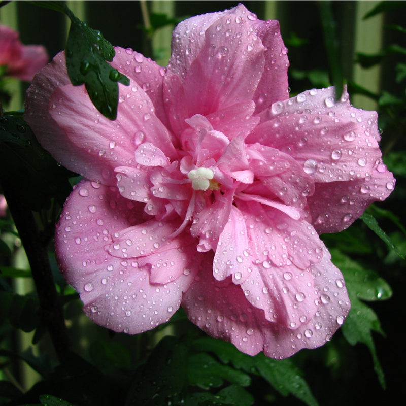 Hibiscus Syriacus 'Ardens' - Pink -