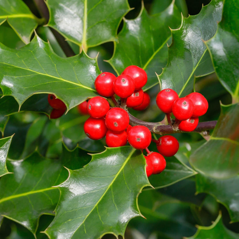 Ilex 'Blue Angel' Holly 2L -