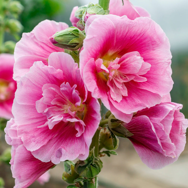 Hollyhock (Alcea) 'Spring Celebrities Rose' - Pink 1.5L -
