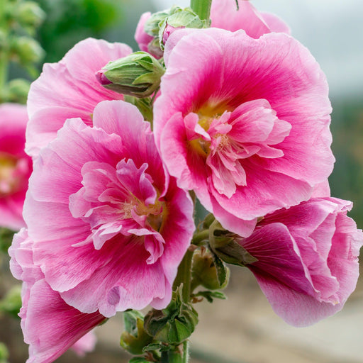 Hollyhock (Alcea) 'Spring Celebrities Rose' - Pink 1.5L -