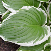 Hosta 'Albomarginata' 2L (30-50cm) -