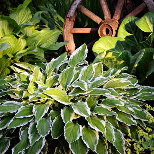 Hosta 'Albomarginata' 2L (30-50cm) -