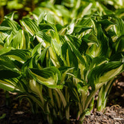 Hosta 'Albopicta' 2L -
