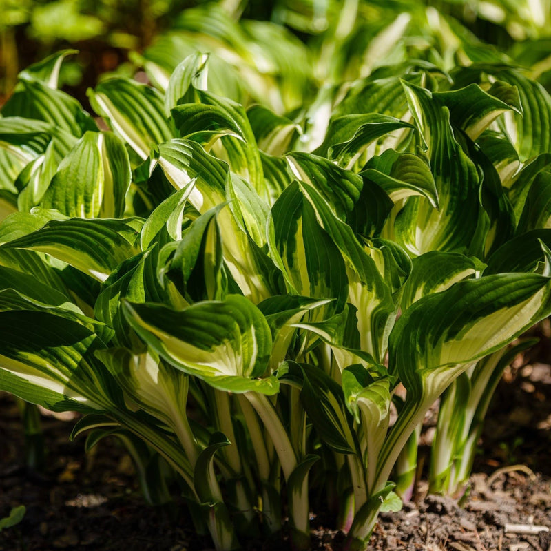 Hosta 'Albopicta' 2L -