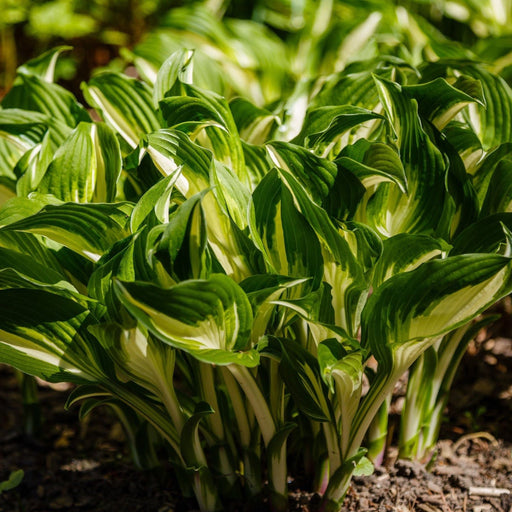Hosta 'Albopicta' 2L -