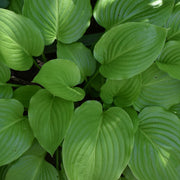 Hosta 'August Moon' 9cm / 2L -