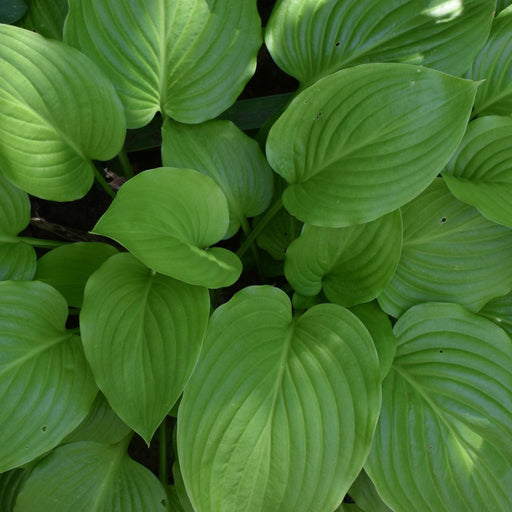 Hosta 'August Moon' 9cm / 2L -
