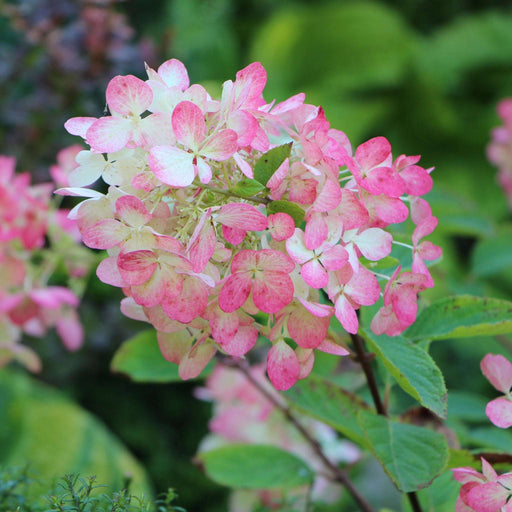 Hydrangea paniculata Diamant Rouge 'Rendia' 5L -