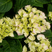 Hydrangea macrophylla 'Caipirinha' 5L -