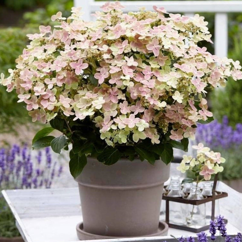 Hydrangea paniculata Switch 'Polestar' 'Ophelia' 9cm / 3L -