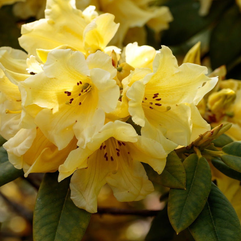 Rhododendron 'Princess Ann' | Dwarf Rhododendron 2L -