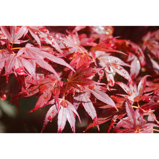 Acer palmatum 'Atropurpureum' (10cm Growers Pot) -