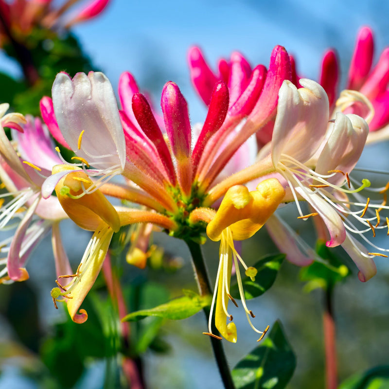 Honeysuckle 'GoldFlame' | Lonicera japonica 60-70cm -
