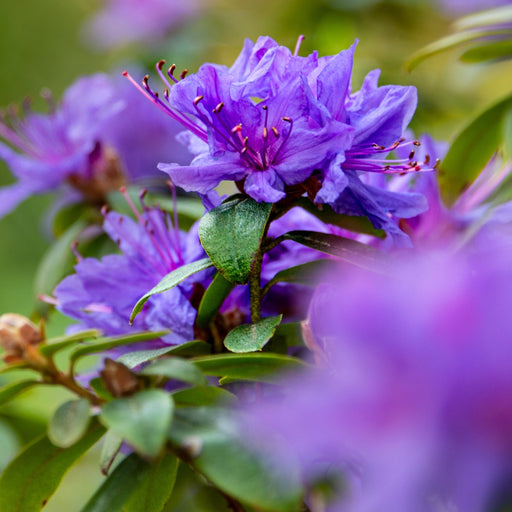 Dwarf Rhododendron 'Night Sky' 1L -