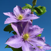 Clematis Hybrid 'Justa' 50cm -
