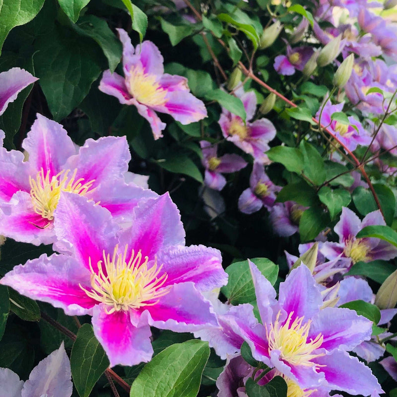 Clematis 'Piilu' 60cm -