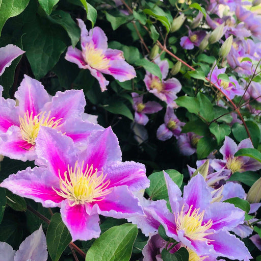 Clematis 'Piilu' 60cm -