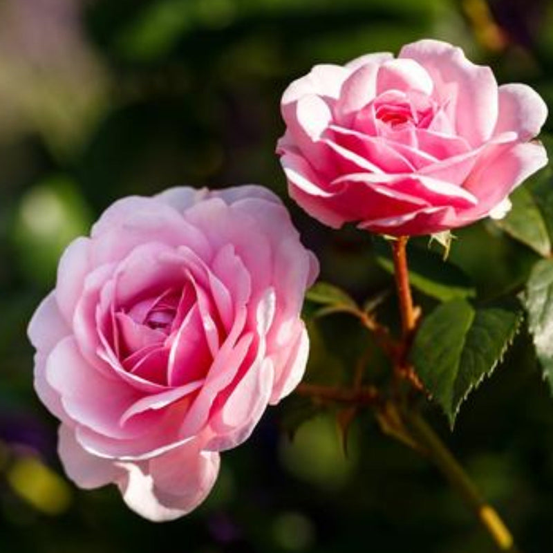 SPECIAL OFFER - Buy 3 Roses and Get 10% OFF -