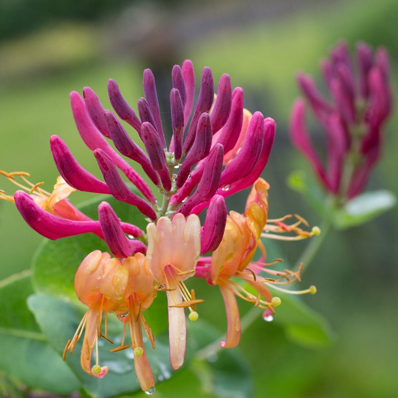 Honeysuckle 'American Beauty' Lonicera japonica 70cm -