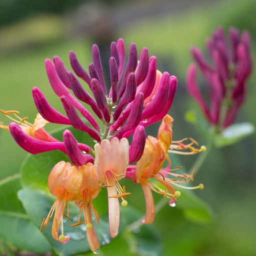 Honeysuckle 'American Beauty' Lonicera japonica 70cm -
