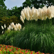 Pampas Grass - Cortaderia selloana Pumila 2L/5L -