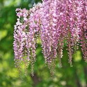 Wisteria floribunda 'Rosea' (Pink) 60cm -